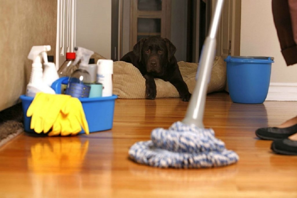 Tips de limpieza para hogares con mascotas